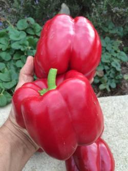 Seme povrća: Džinovska babura paprika (30 semenki) plod do 850gr.